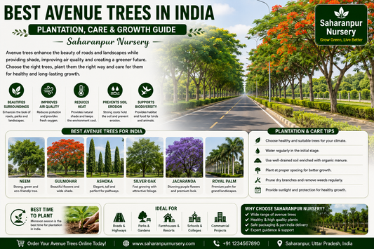 Best Avenue Trees in India | Plantation, Care &amp; Growth Guide – Saharanpur Nursery (2026 Guide)