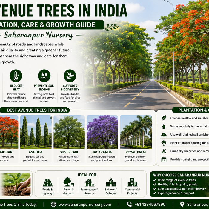 Best Avenue Trees in India | Plantation, Care &amp; Growth Guide – Saharanpur Nursery (2026 Guide)