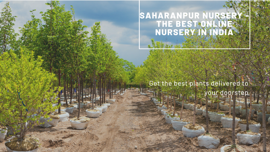 Best Online Nursery in India: Saharanpur Nursery