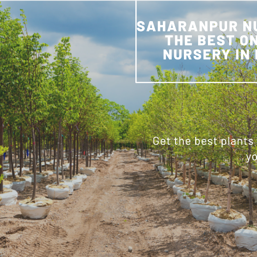 Best Online Nursery in India: Saharanpur Nursery