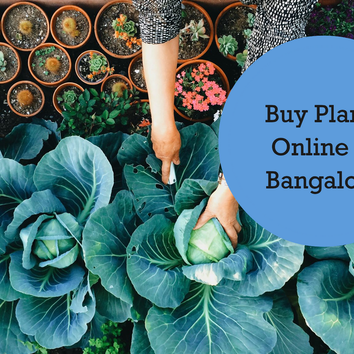 Buy Plants Online Bangalore: Your Ultimate Guide with Saharanpur Nursery