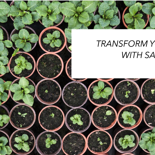 Buy Plants Online Delhi: Transform Your Space with Saharanpur Nursery