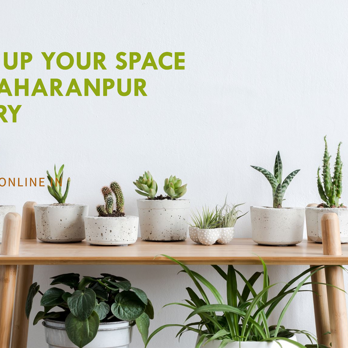 Buy Plants Online Gurgaon: Your Green Destination with Saharanpur Nursery