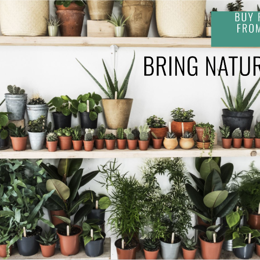 Buy Plants Online Kolkata: Saharanpur Nursery