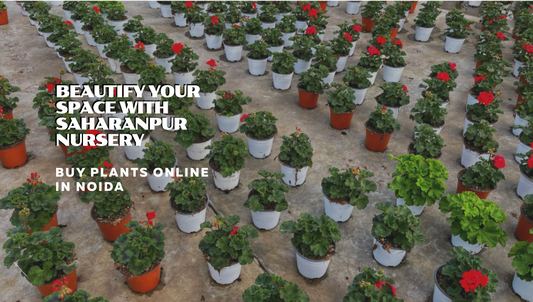 Buy Plants Online Noida: Beautify Your Space with Saharanpur Nursery