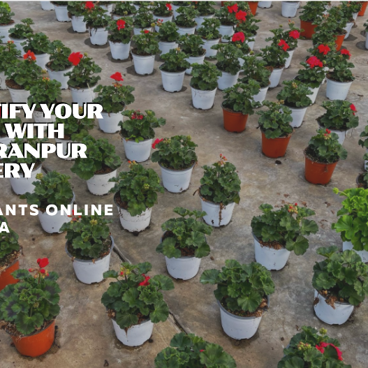 Buy Plants Online Noida: Beautify Your Space with Saharanpur Nursery