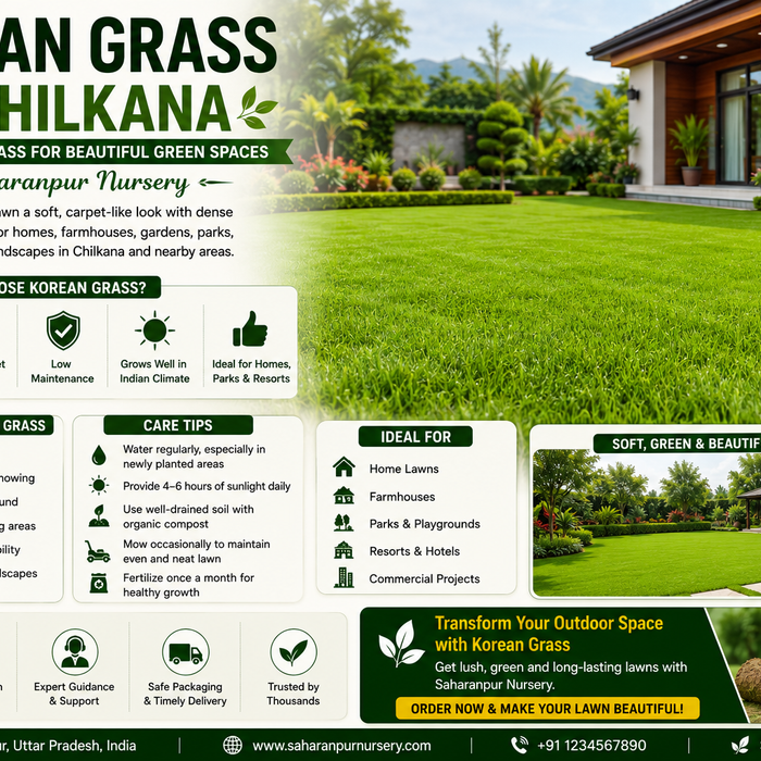 Korean Grass in Chilkana | Premium Lawn Grass Guide by Saharanpur Nursery (2026 Guide)