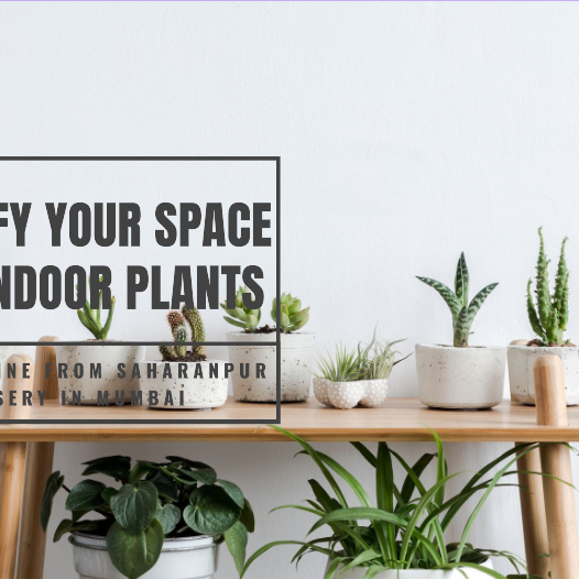 Indoor Plants Online Mumbai: Beautify Your Space with Saharanpur Nursery