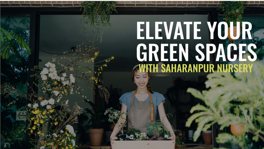 Nursery Bangalore: Elevate Your Green Spaces with Saharanpur Nursery