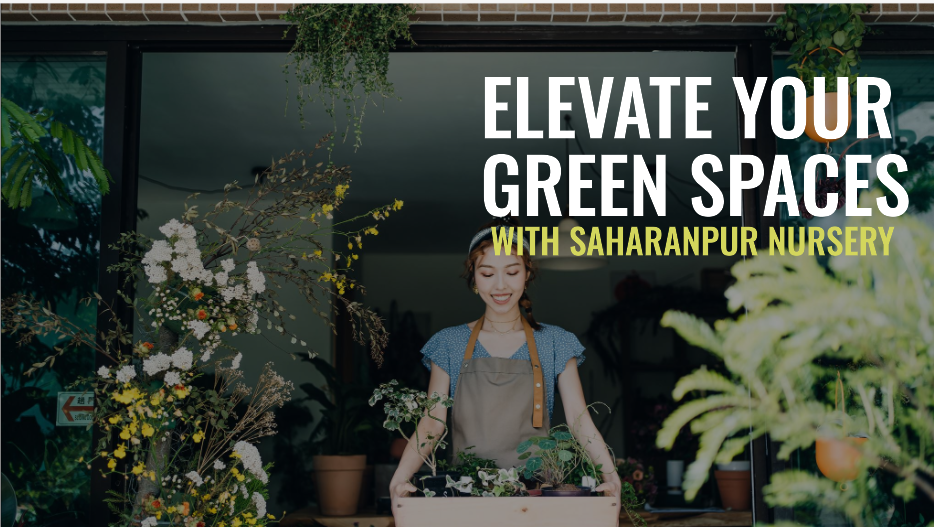 Nursery Bangalore: Elevate Your Green Spaces with Saharanpur Nursery
