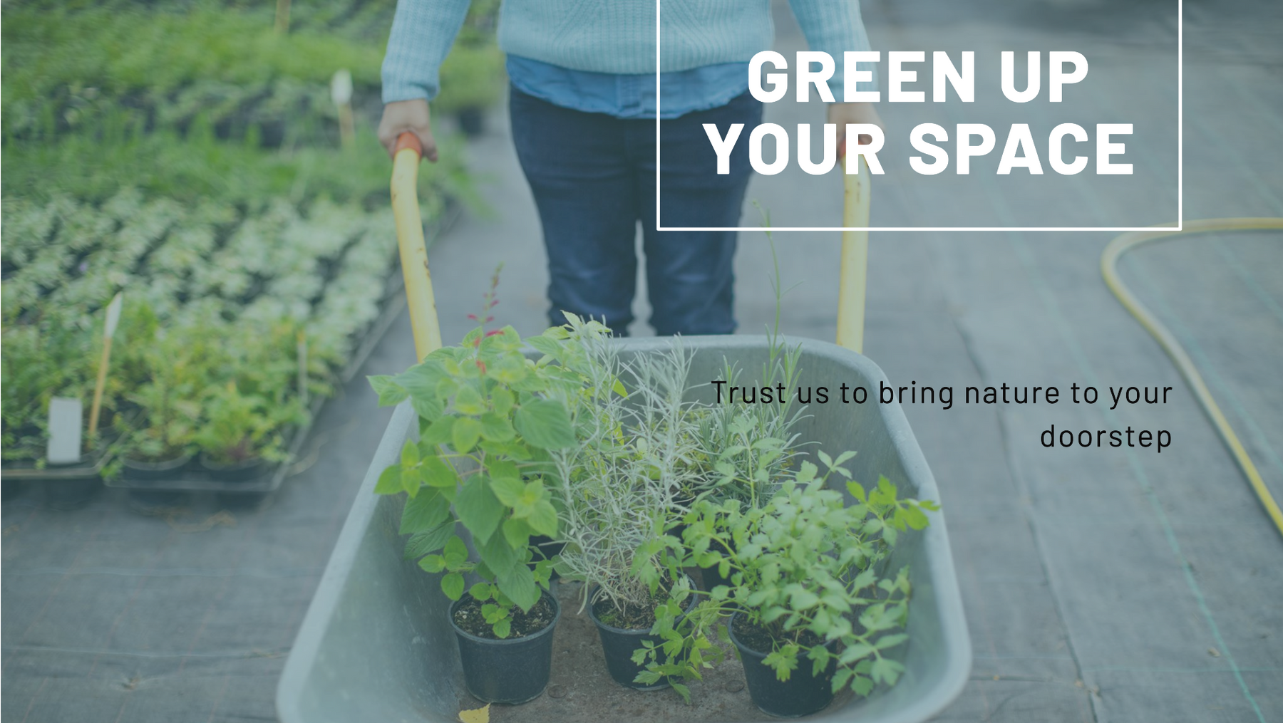 Online Nursery Bangalore: Your Trusted Partner for Green Spaces with Saharanpur Nursery