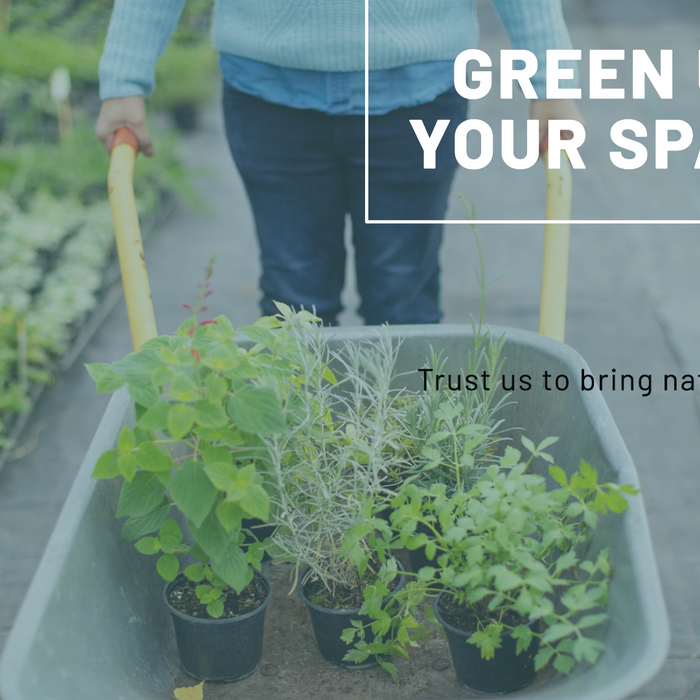 Online Nursery Bangalore: Your Trusted Partner for Green Spaces with Saharanpur Nursery