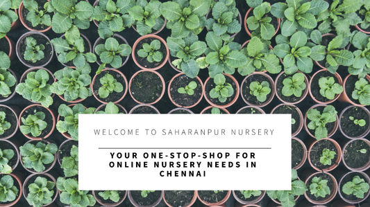 Online Nursery Chennai: Saharanpur Nursery