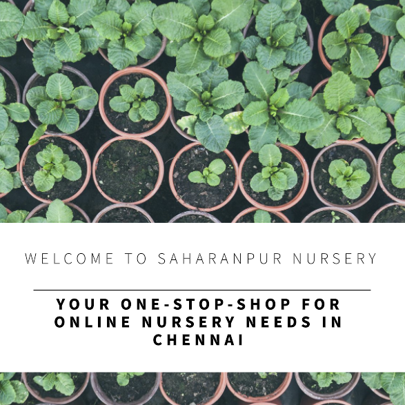Online Nursery Chennai: Saharanpur Nursery