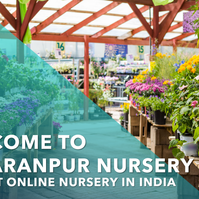 Online Nursery India: Saharanpur Nursery