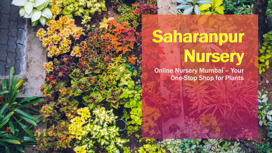 Online Nursery Mumbai: Saharanpur Nursery – Your One-Stop Shop for Plants