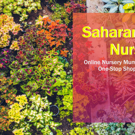 Online Nursery Mumbai: Saharanpur Nursery – Your One-Stop Shop for Plants