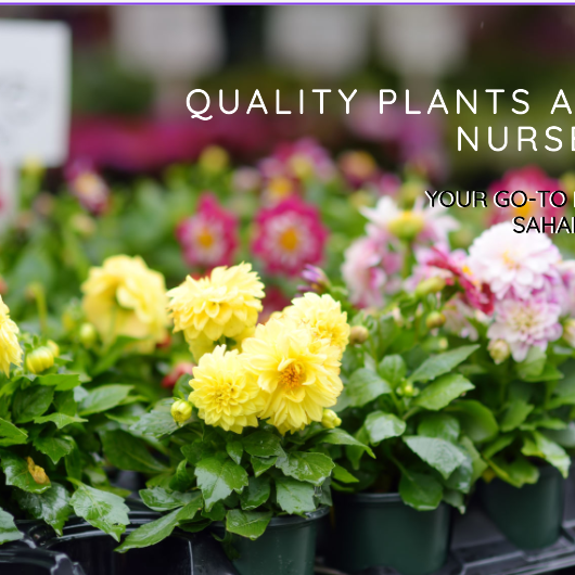Online Nursery Pune: Your Go-To Destination for Quality Plants - Saharanpur Nursery