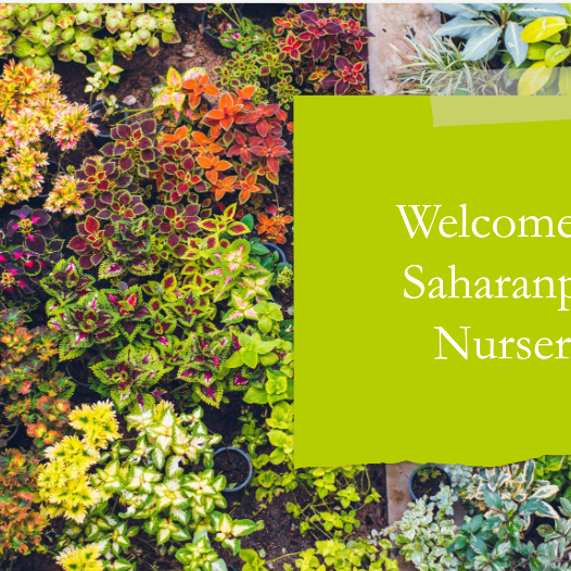Online Plant Nursery Bangalore: Saharanpur Nursery