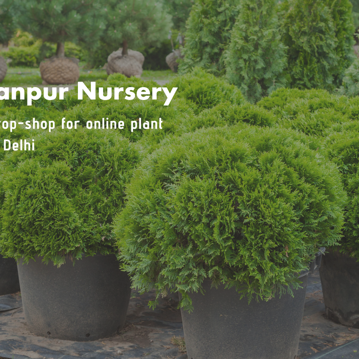 Online Plant Nursery Delhi: Saharanpur Nursery