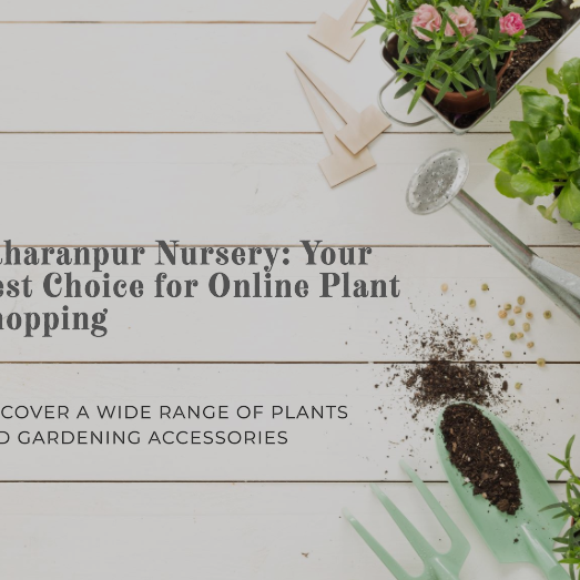 Online Plant Nursery India: Why Saharanpur Nursery is Your Best Choice