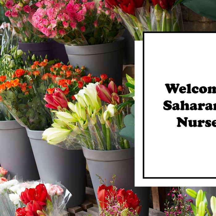Online Plant Nursery Mumbai: Saharanpur Nursery