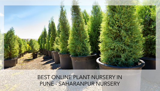 Online Plant Nursery Pune: Saharanpur Nursery