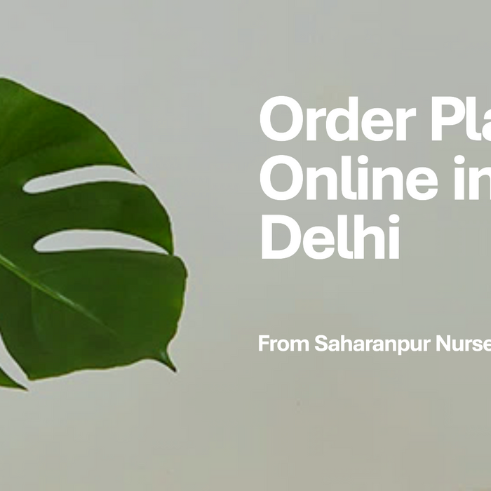 Order Plants Online Delhi: Saharanpur Nursery