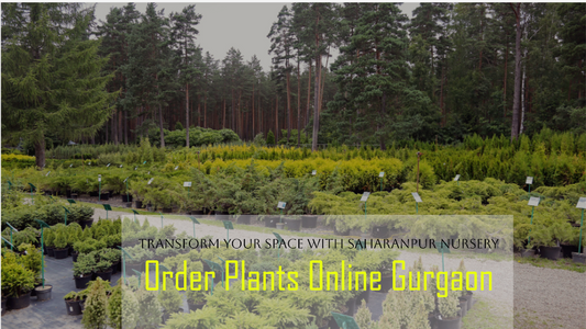 Order Plants Online Gurgaon: Transform Your Space with Saharanpur Nursery