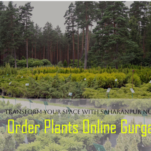 Order Plants Online Gurgaon: Transform Your Space with Saharanpur Nursery