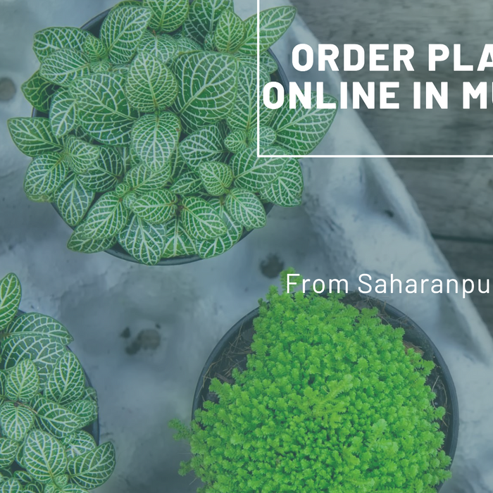Order Plants Online Mumbai: Saharanpur Nursery