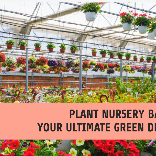 Plant Nursery Bangalore: Your Ultimate Green Destination