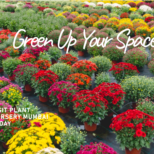 Plant Nursery Mumbai: Your Go-To Destination for Greenery