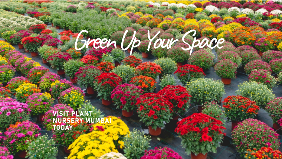 Plant Nursery Mumbai: Your Go-To Destination for Greenery