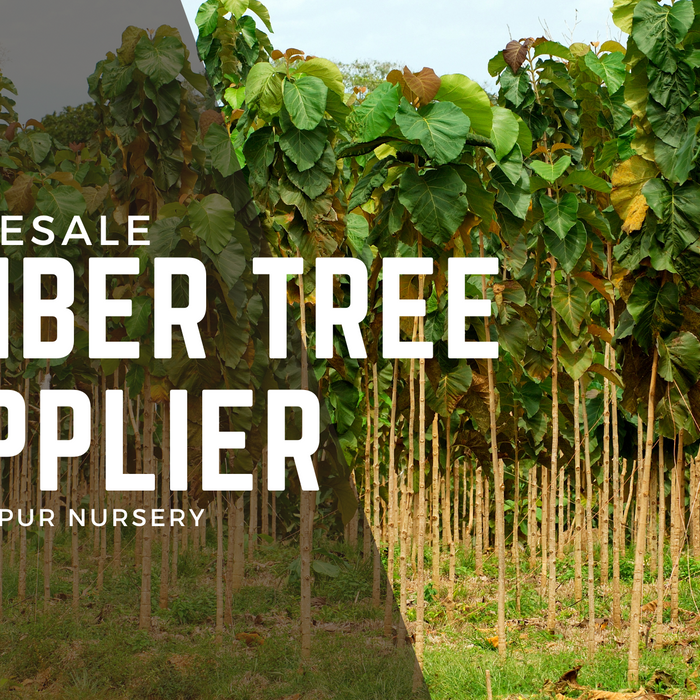 Wholesale Timber Tree Supplier in Saharanpur | Saharanpur Nursery