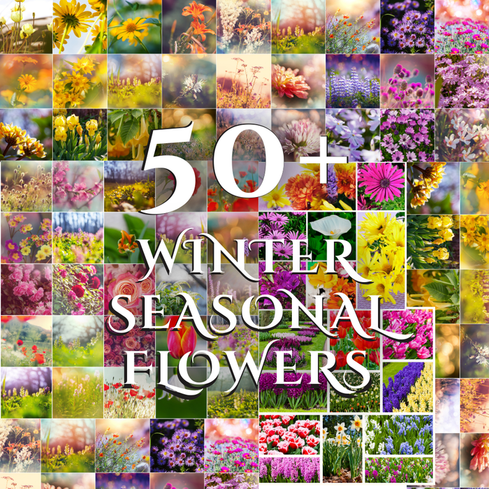 Buy Wholesale Winter Seasonal Flowers Online in Bulk