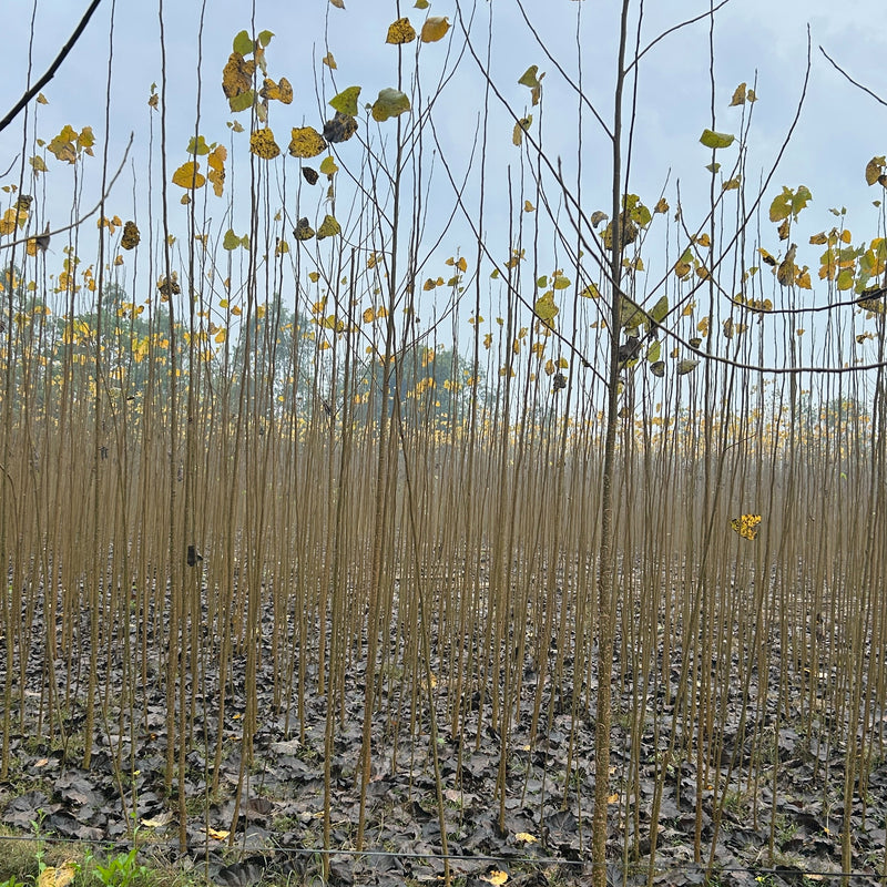 Buy Poplar Tree in Baghpat | Bulk Poplar Tree | Wholesale Price Poplar Tree | Poplar Tree Supplier in Baghpat | Poplar Tree Nursery | Poplar Supplier in Baghpat | Poplar Nursery in Baghpat | Wholesale Poplar Nursery