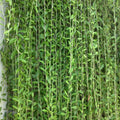 Curtain Creeper - Creepers & Climbers