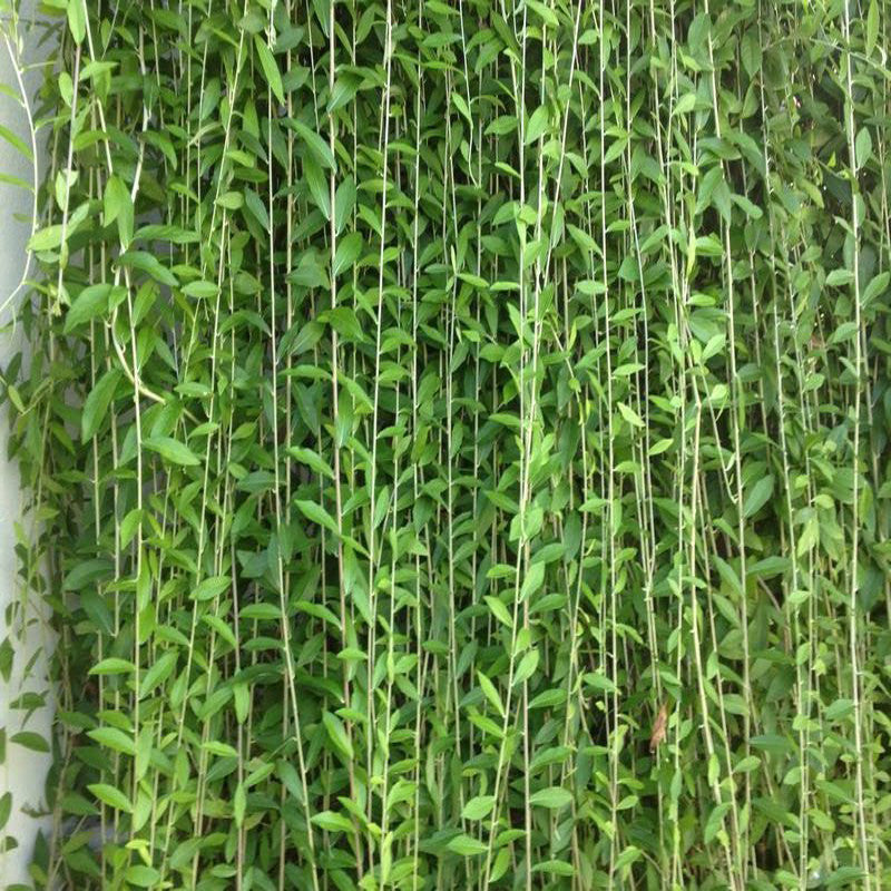 Curtain Creeper - Creepers & Climbers