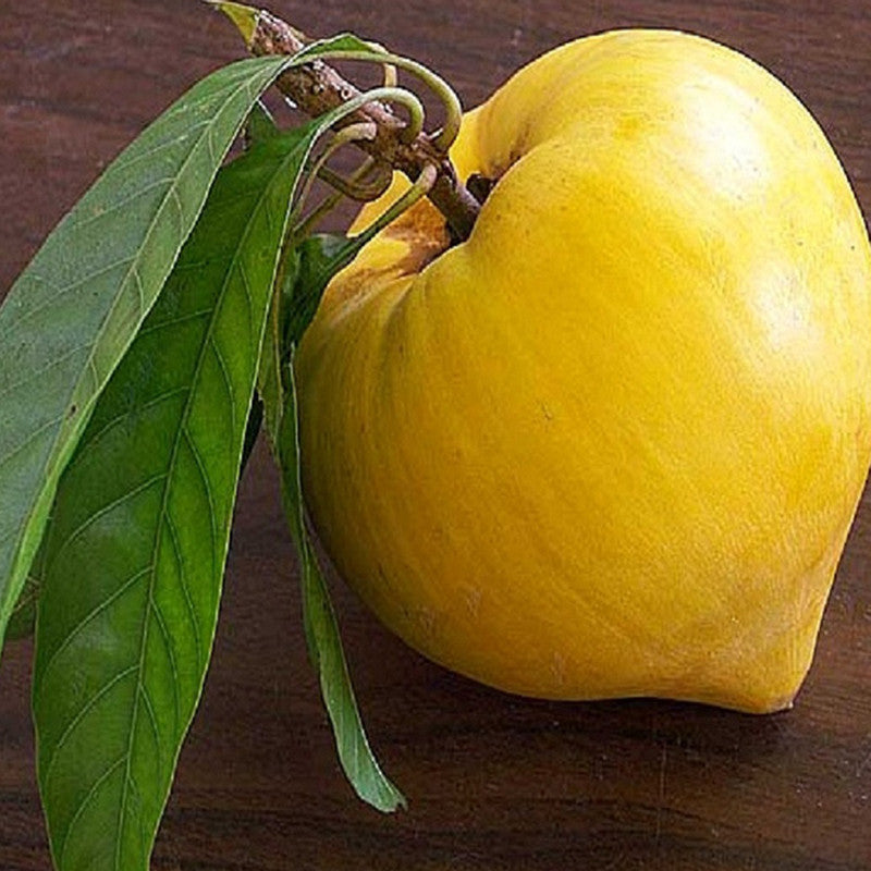 Eggfruit - Fruit Plants & Tree
