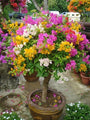 Bougainvillea Multicolor, Multicolor Bougainvillea, Bougainvillea Plant, Ornamental Plant, Landscaping Plant, Shrubs Plant, Saharanpur Nursery, Wholesale Plant Supplier, Wholesale Plant Nursery, Bougainvillea at wholesale