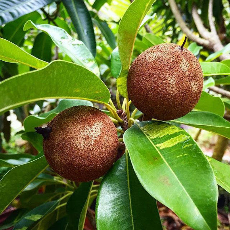 Chikoo Variegata(Grafted) - Fruit Plants & Tree