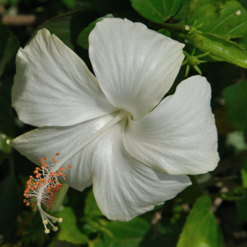 Hibiscus White Desi - Flowering Plants