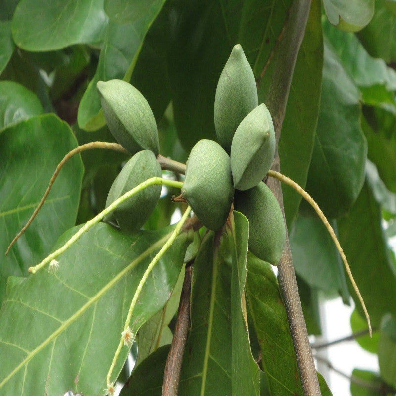 almond plant in india Indian Almond-Avenue Trees — Saharanpur Nursery