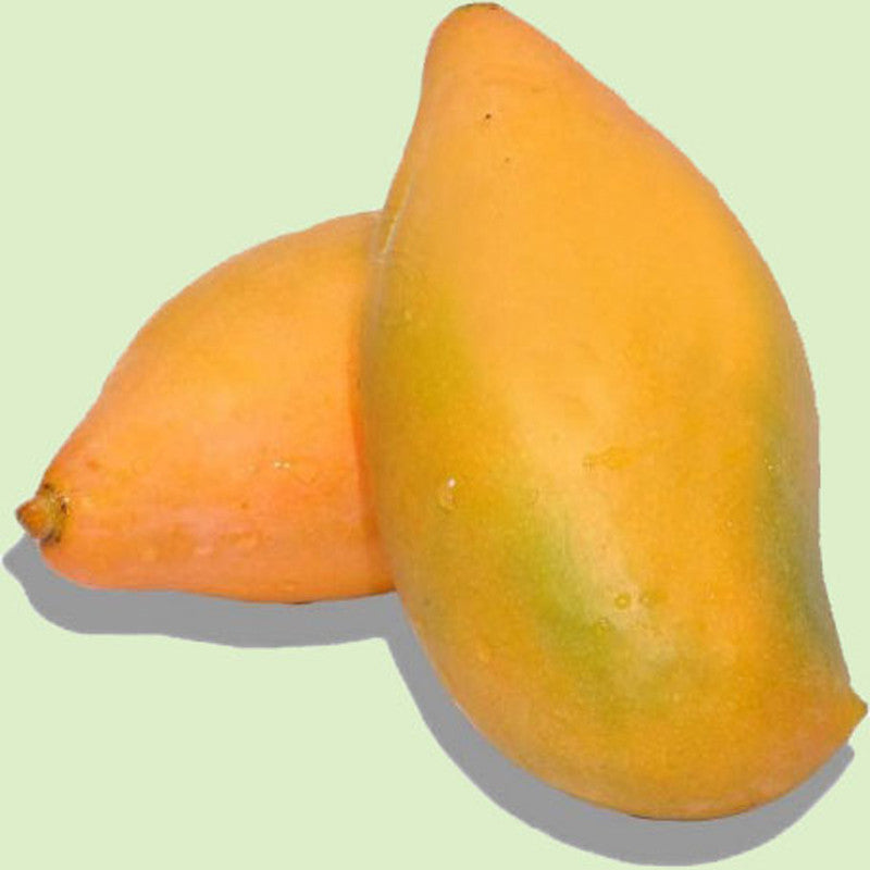 Totapuri Mango(Grafted) - Fruit Plants & Tree