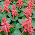 Salvia Pink - SEASONALS