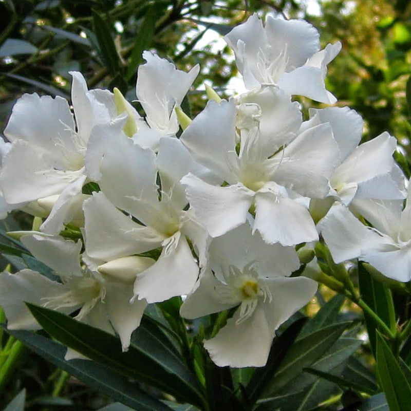 Nerium mini White Single - Flowering Shrubs