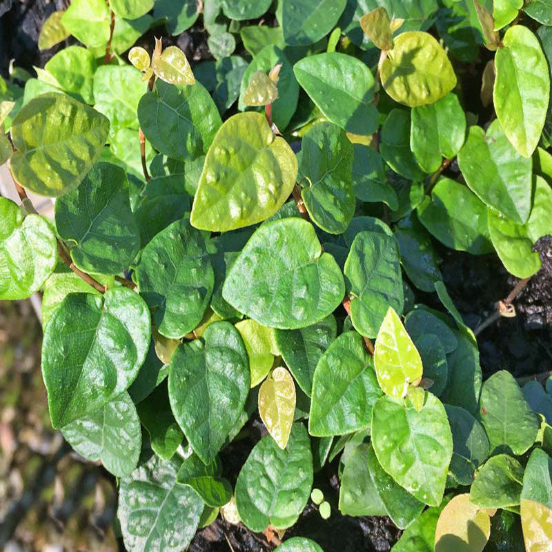 Wall Creeper/Ficus pumila - Creepers & Climbers
