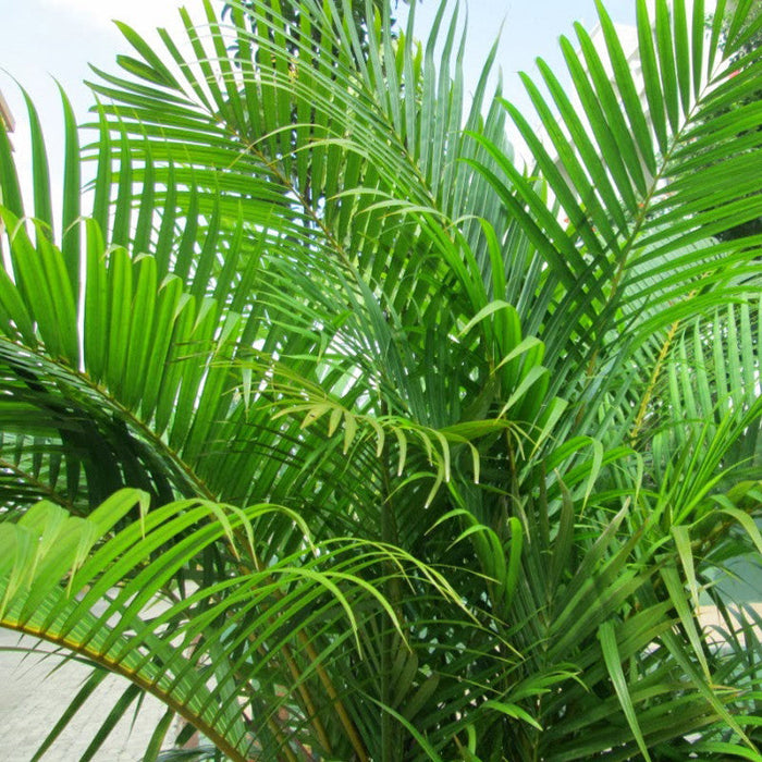 areca palm air Areca Palm