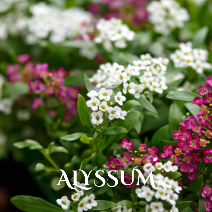 Buy Wholesale Winter Seasonal Flowers Online in Bulk